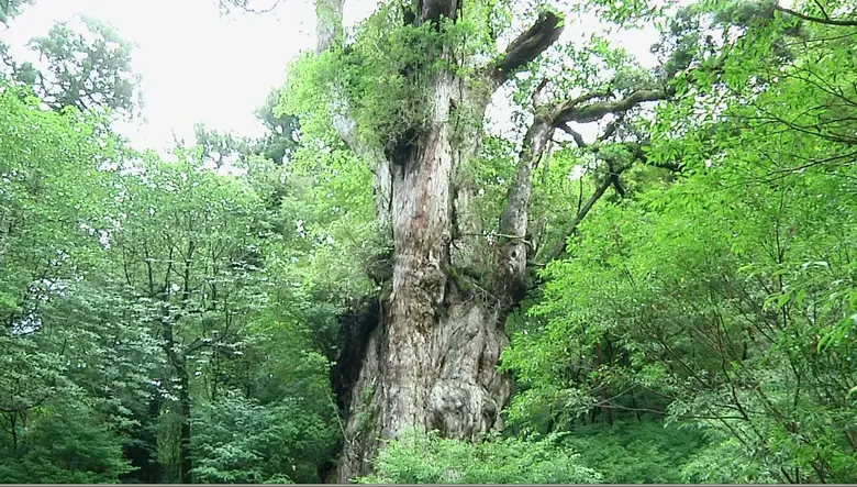 241003_sekaiisan04.webp